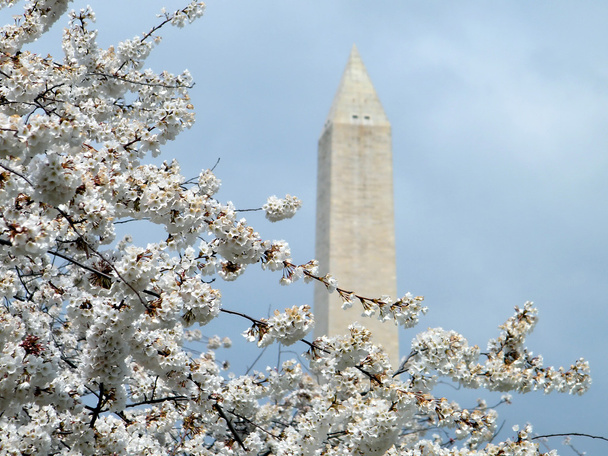 Washington Cherry Blossoms yakınındaki Washington Anıtı 2011 - Fotoğraf, Görsel