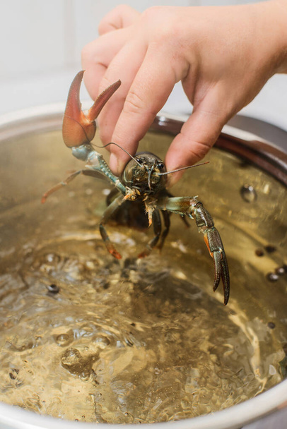 hand puts fresh crawfish in a pan with bowling water and spices - Valokuva, kuva