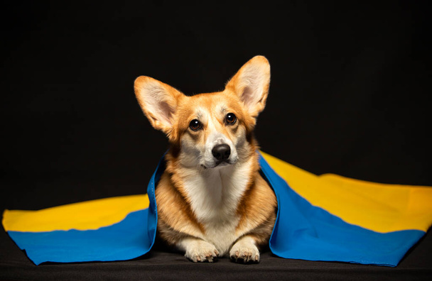 黒の背景にウクライナの旗と美しいウェールズのコーギー刺繍。愛国的なウクライナ犬。戦争に対する平和的な抗議 - 写真・画像