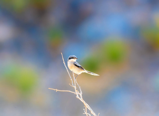 Loggerhead Shrike é um pássaro com hábitos de raptor - Foto, Imagem