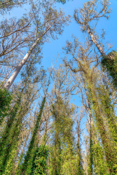 Niski kąt widzenia wysokich drzew z winorośli wspinaczkowych w San Francisco, Kalifornia. Drzewa z zielonymi winoroślami na tle przejrzystego niebieskiego nieba. - Zdjęcie, obraz