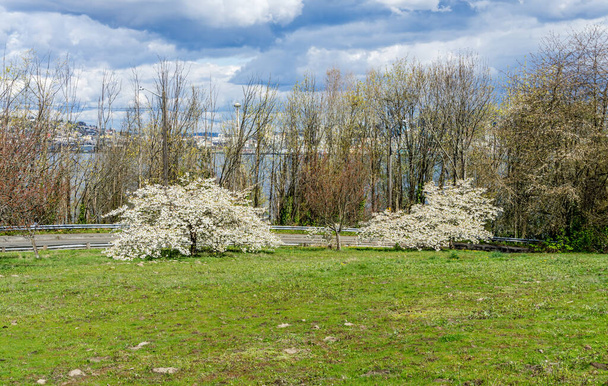 Des cerisiers fleurissent sur une colline à West Seattle, Washington. - Photo, image