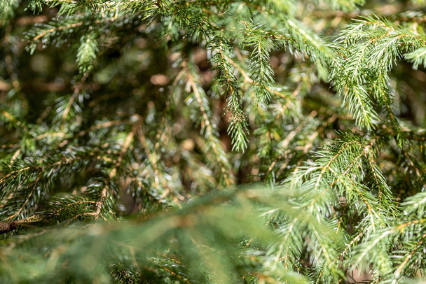 Coniferous branch. Close-up macro view. - Fotó, kép