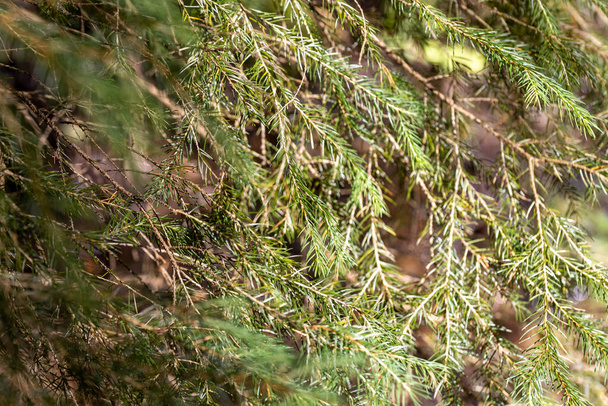 Coniferous branch. Close-up macro view. - Foto, Imagen