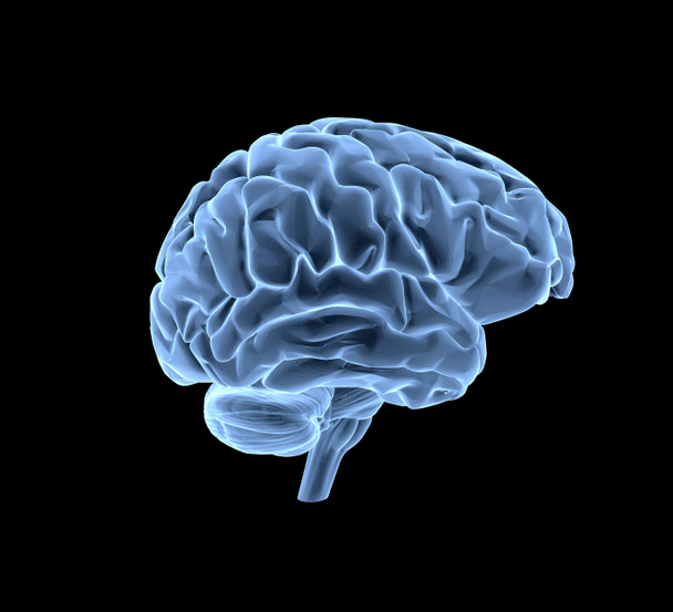 Mózg ludzki - Zdjęcie, obraz