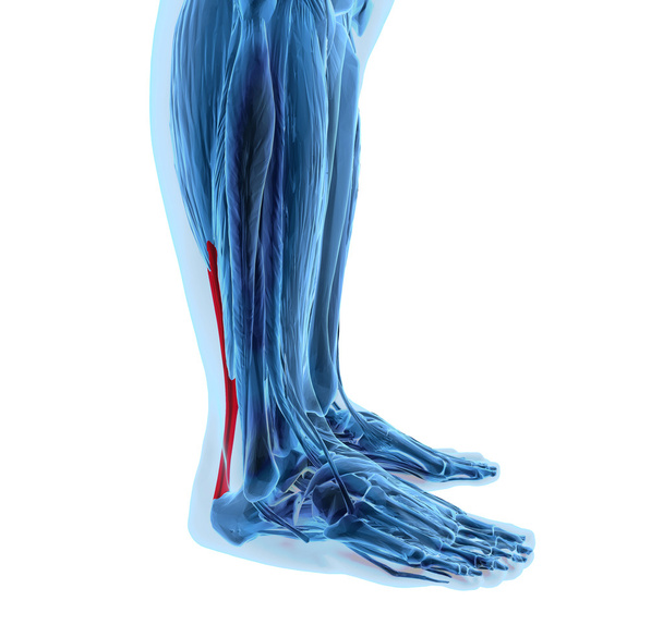  tendón de achilles con músculos de la parte inferior de la pierna
 - Foto, Imagen