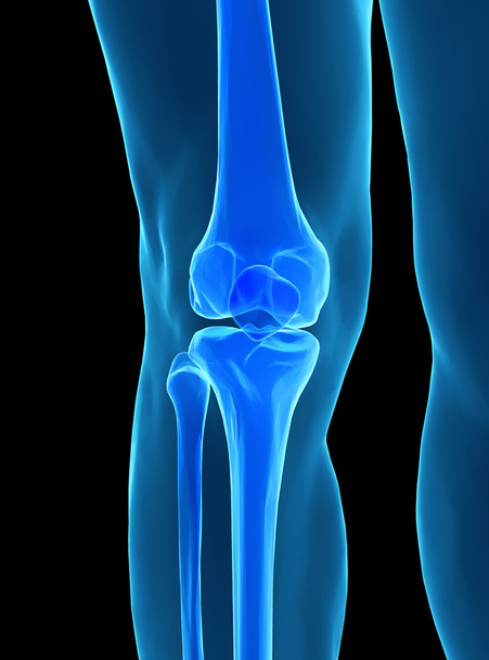 Anatomia do joelho humano
 - Foto, Imagem