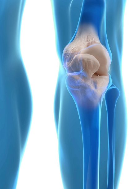 anatomie lidského kolene - Fotografie, Obrázek