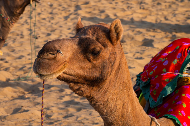 Retrato de un camello, cara mientras espera a los turistas para el paseo en camello en el desierto de Thar, Rajastán, India. Los camellos, Camelus dromedarius, son grandes animales del desierto que llevan a los turistas en sus espaldas.. - Foto, imagen