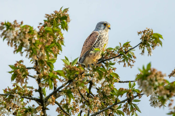 A kestrel sitting on a tree at a sunny day in spring. - Photo, Image