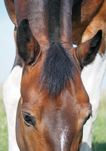 Bay horse head close up - Φωτογραφία, εικόνα