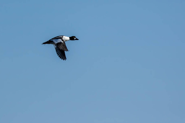 Male common goldeneye duck flying above a harbor in the north of Denmark at a sunny day in spring. - Photo, Image