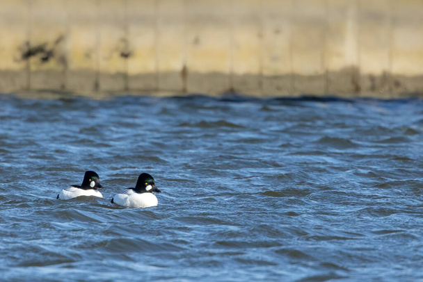 Dwie samce kaczek złotooka pływające w porcie na północy Danii w słoneczny dzień wiosną. - Zdjęcie, obraz