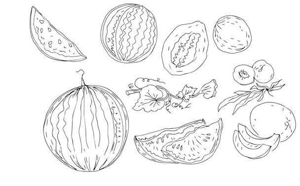melone anguria frutta bacche illustrazione grafica disegnato a mano colorare set per bambini doodle - Vettoriali, immagini
