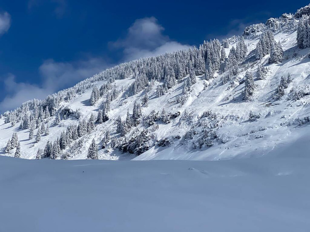 Sadun jäinen talvi-ilmapiiri ja lumen peittämät havupuut Schindlenbergin vuorella Alpsteinin ylängöllä, Nesslau Obertoggenburgin alueella, Sveitsi / Schweiz - Valokuva, kuva