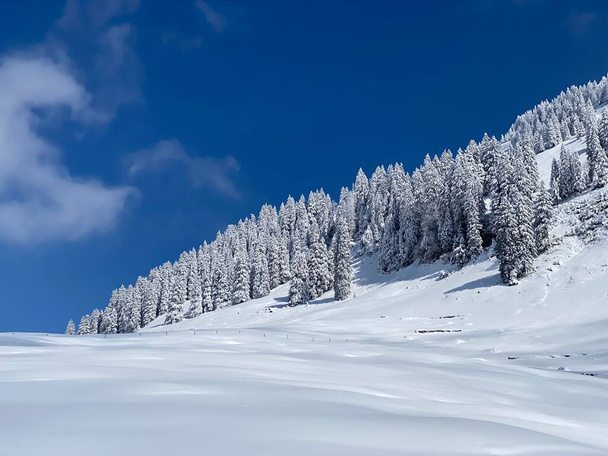 Fairytale icy winter atmosphere and snow-covered coniferous trees on mountain Schindlenberg in the Alpstein massif, Nesslau - Obertoggenburg region, Switzerland / Schweiz - Foto, Bild