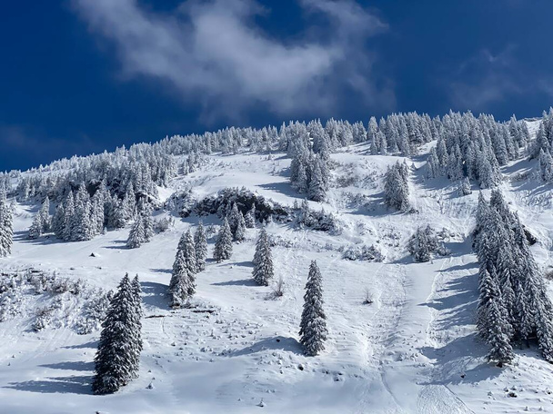 Fairytale icy winter atmosphere and snow-covered coniferous trees on mountain Schindlenberg in the Alpstein massif, Nesslau - Obertoggenburg region, Switzerland / Schweiz - Fotó, kép