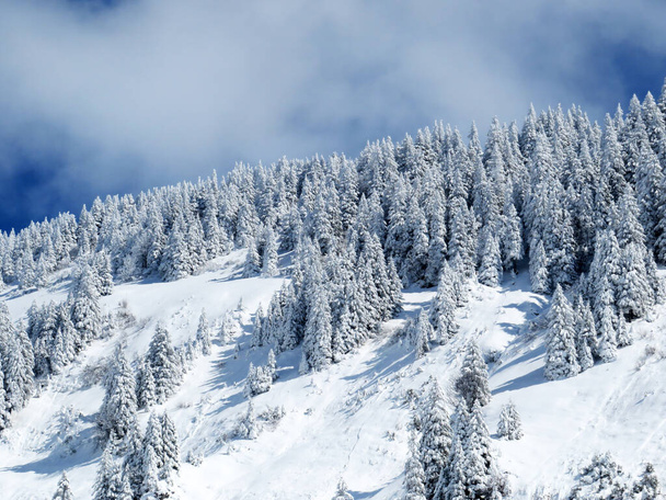 Ambiente invernal helado de cuento de hadas y árboles de coníferas cubiertos de nieve en la montaña Schindlenberg en el macizo Alpstein, Nesslau - región de Obertoggenburg, Suiza / Schweiz - Foto, Imagen