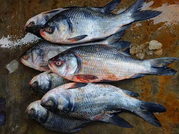 pile of catla carp fish arranged in row for sale in indian fish market big carp selling in asia - Valokuva, kuva