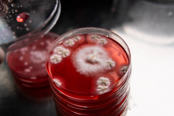 study of mold and bacteria in a petri dish with red agar. Mold spores and fungal mycelium - 写真・画像