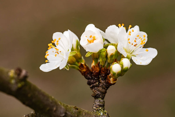 Διάφορα λευκά άνθη και μπουμπούκια την άνοιξη στη Γερμανία - Φωτογραφία, εικόνα