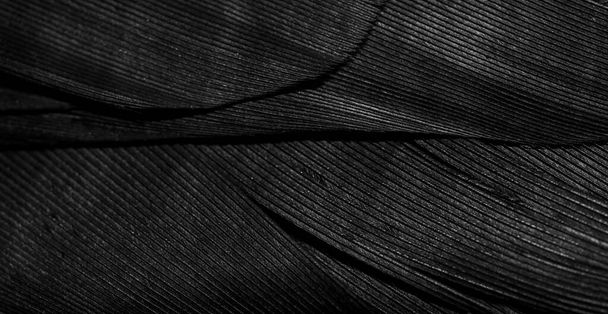 makrokuva mustista höyhenistä. tausta tai tekstuuri - Valokuva, kuva