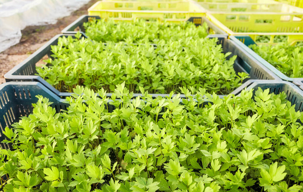 Close up picture of organic vegetable seedlings in boxes, selective focus. - Photo, Image