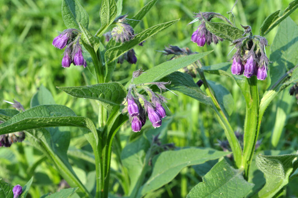 In the meadow, among wild herbs the comfrey (Symphytum officinale) is blooming - Photo, Image