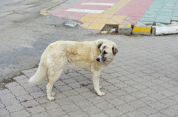 stray dogs lying freely on the road in the city center, stray stray dogs, stray dogs of different breeds, - Fotografie, Obrázek