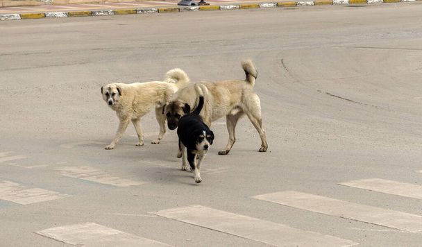 perros callejeros que yacen libremente en la carretera en el centro de la ciudad, perros callejeros callejeros, perros callejeros de diferentes razas, - Foto, imagen