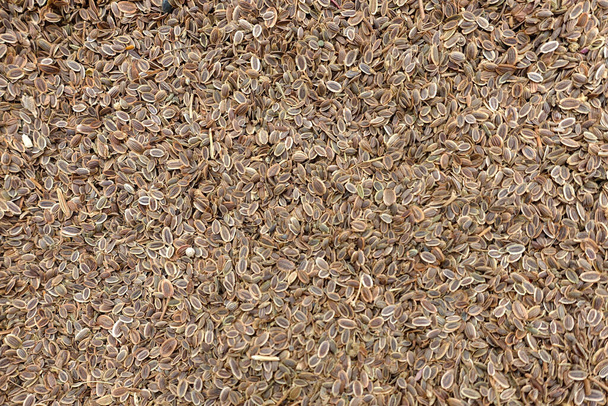 Niepakowane nasiona koperku sprzedawane w workach na materiał siewny w sklepach z nasionami, duża ilość ekologicznych nasion koperku, - Zdjęcie, obraz