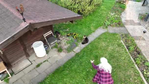 Film z dronem kobiety skradającej się do swojego kota w ogrodzie - Materiał filmowy, wideo