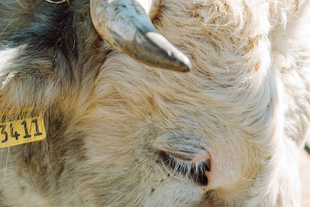 Charolais bull's eye facing the camera. Latvia - 写真・画像