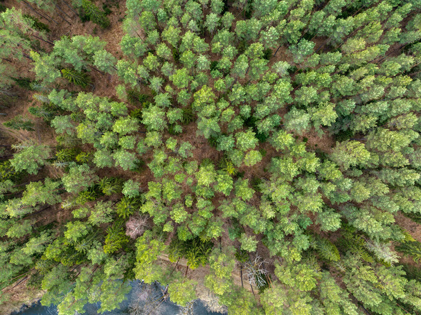 Aerial view of the forest in Warmia, northern Poland, Europe - Фото, изображение