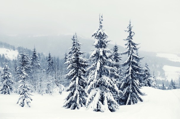 Winter landscape - Foto, Imagen
