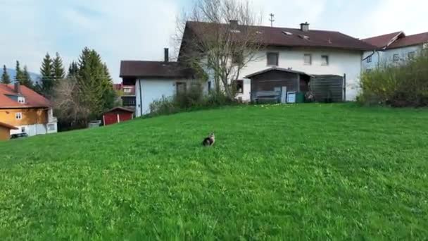 Βίντεο με ένα drone of a running Norway Forest Cat στο λιβάδι - Πλάνα, βίντεο