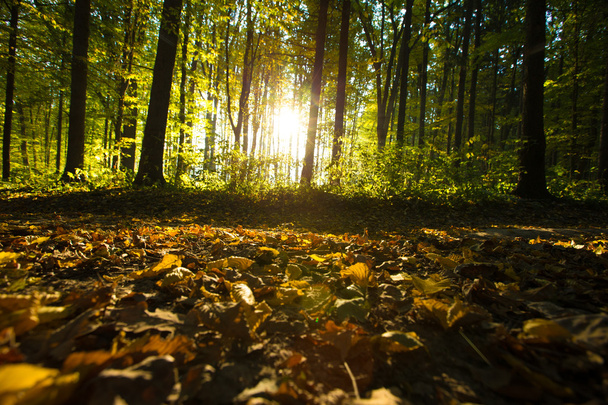 Sunlight in the forest - Фото, зображення