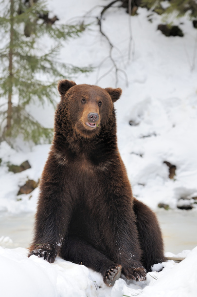 Karhu talvella metsässä
 - Valokuva, kuva