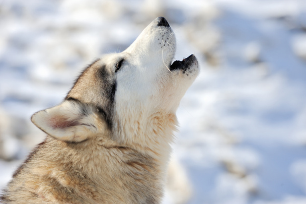 Retrato de perro husky siberiano
 - Foto, Imagen