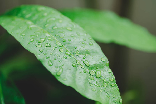 Green leaf with water drop in garden - Фото, изображение