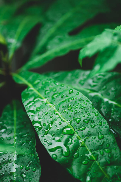 Folha verde com gota de água no jardim - Foto, Imagem