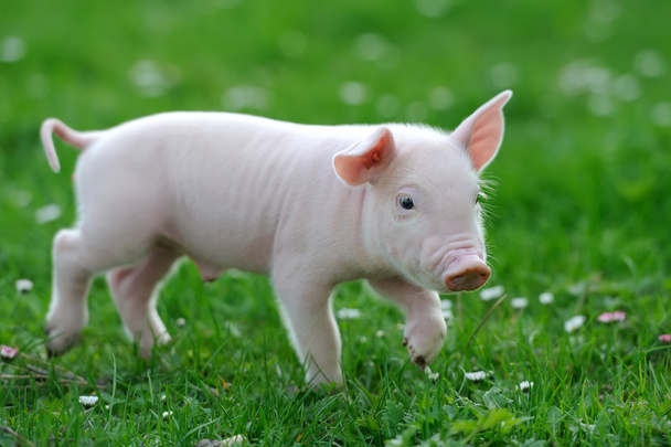 jonge varken - Foto, afbeelding