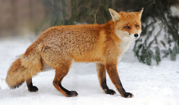 Red fox - Photo, Image