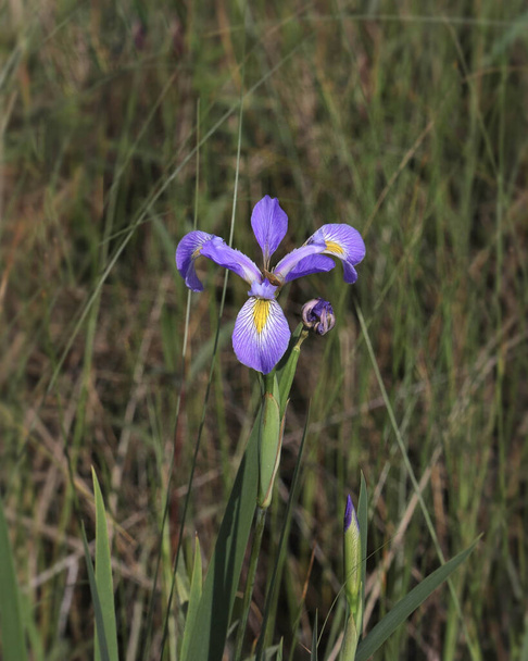 Nahaufnahme einer wilden Iris im hohen Gras - Foto, Bild