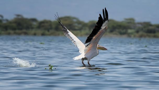 White pelican - Photo, Image