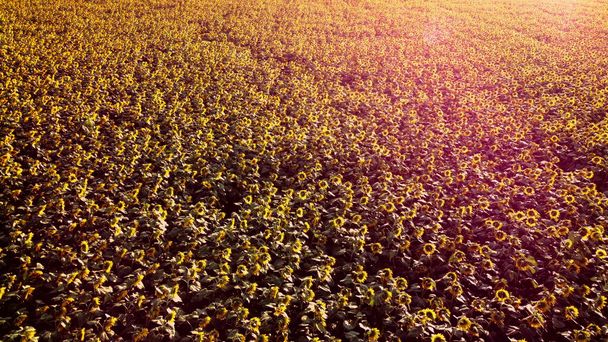 Aerial drone view flight over ver field with ripe sunflower heads - Photo, Image