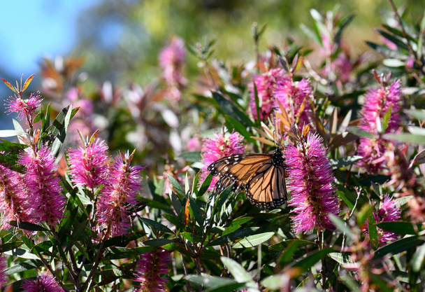 Colorful Australian garden background with a Monarch butterfly feeding on nectar of a vibrant pink native Bottlebrush flower, Callistemon violaceus cultivar, on a sunny day. - Photo, Image