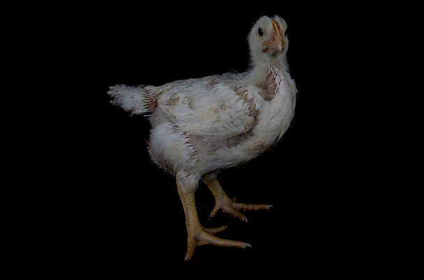 Pollo de engorde de 3 semanas aislado en negro. - Foto, imagen