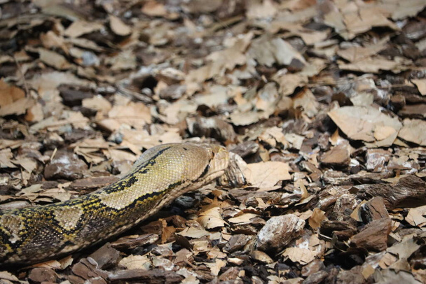 bonito perigoso serpente silencioso stealth réptil veneno - Foto, Imagem