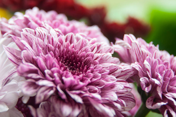 Close up of purple dahlia flower with blurred nature background. Copy space - Фото, изображение